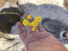 Othonninae