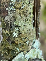 Melanohalea exasperata