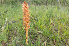 Orobanche elatior