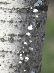 Schizophyllum commune