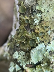 Melanohalea exasperata