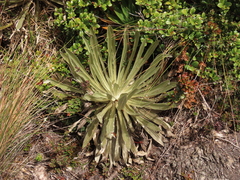 Espeletia argentea