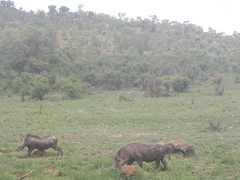 Phacochoerus africanus