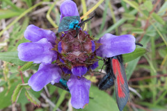 Zygaena purpuralis