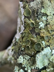 Melanohalea exasperata