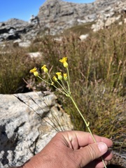 Othonninae
