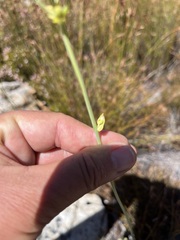 Othonninae