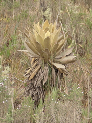Espeletia barclayana