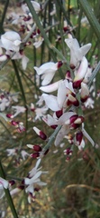 Retama monosperma