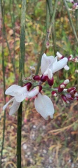 Retama monosperma