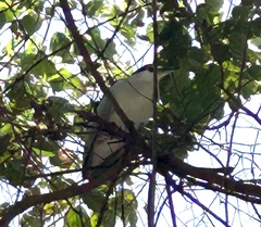 Nycticorax nycticorax