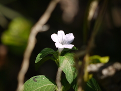 Ruellia prostrata