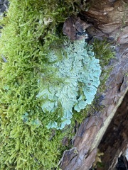 Flavoparmelia caperata