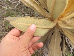Espeletia barclayana