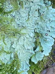 Flavoparmelia caperata