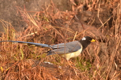 Urocissa flavirostris