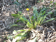 Taraxacum