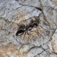 Camponotus piceus