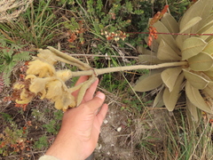 Espeletia barclayana