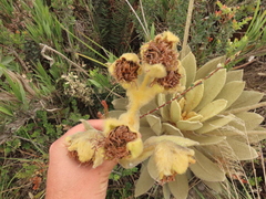 Espeletia barclayana