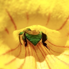 Euglossa viridissima