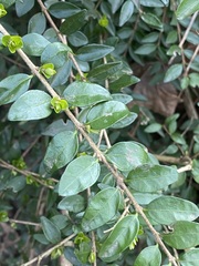 Lonicera ligustrina
