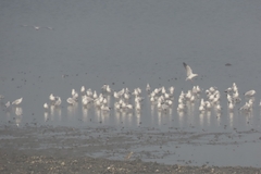 Chroicocephalus brunnicephalus