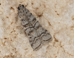Dioryctria mendacella