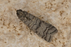 Dioryctria mendacella