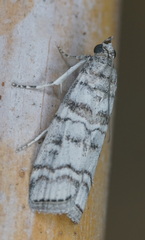 Dioryctria mendacella