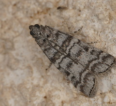 Dioryctria mendacella