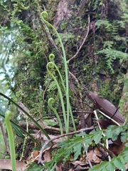 Haplopteris