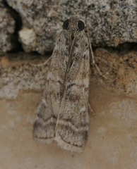 Dioryctria mendacella