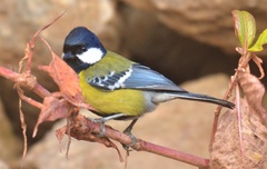 Parus monticolus