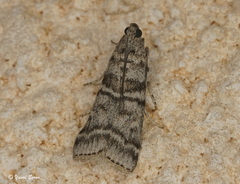 Dioryctria mendacella
