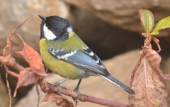 Parus monticolus