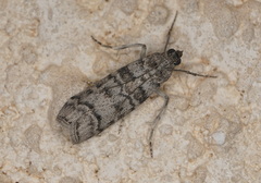 Dioryctria mendacella