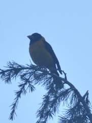 Mycerobas affinis