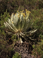 Espeletia murilloi