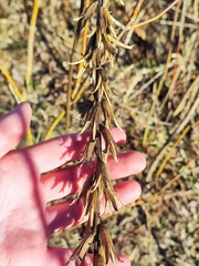 Oenothera rubricaulis