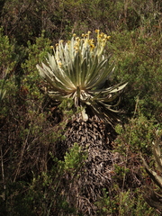 Espeletia murilloi
