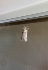 Tortricodes alternella