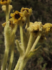 Espeletia murilloi