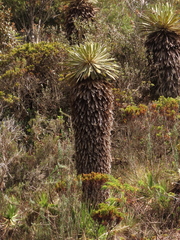 Espeletia rabanalensis