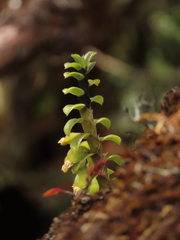 Fernandezia crystallina