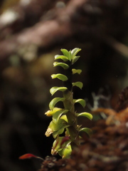 Fernandezia crystallina