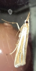 Hednota relatalis