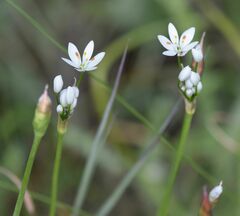 Allium subhirsutum