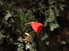 Fernandezia sanguinea