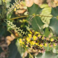 Episyrphus balteatus